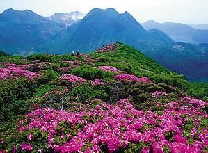 騰衝杜鵑