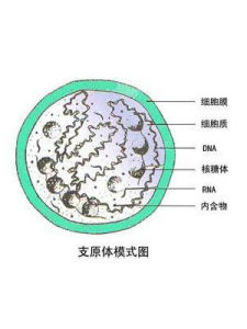 支原體尿路感染