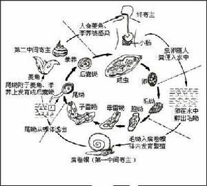 布氏薑片蟲的生活史