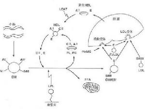 全息術