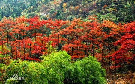 連康山國家級自然保護區植物風光——圖3