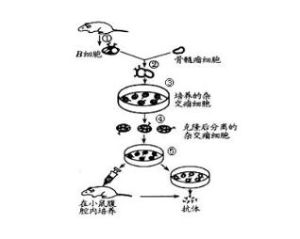 單克隆抗體