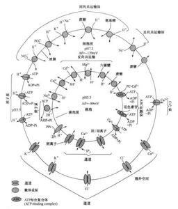 植物細胞質膜和液泡膜離子跨膜運輸機制綜合示意圖