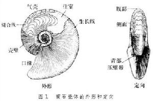 假海樂菊石屬