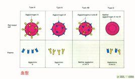 “D缺失”血型