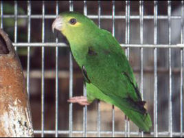 特普伊鸚哥 特普伊鸚哥