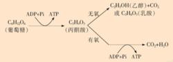 細胞中的有氧呼吸和無氧呼吸示意圖