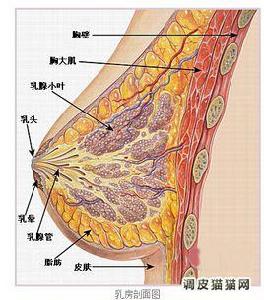 乳腺癌切除術後即刻乳房再造