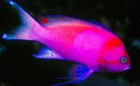 紫印魚