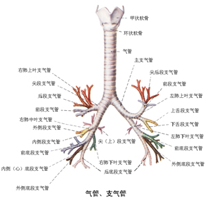 倍美盈片劑