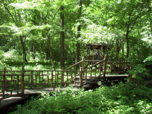 金龍山國家森林公園