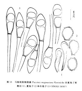 馬格納斯柄鏽菌