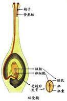 雙受精[生物]