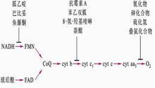 氧化磷酸化