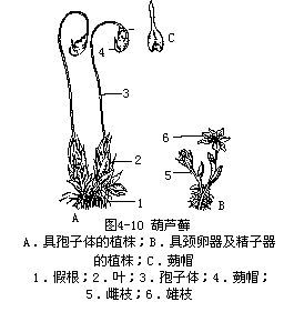 葫蘆蘚屬