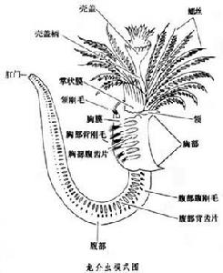 龍介蟲科