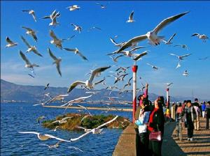 海鷗群飛