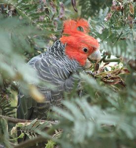 紅冠鳳頭鸚鵡