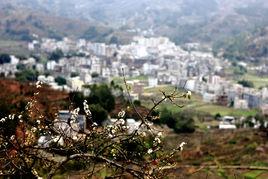 茶山鎮[廣東省信宜市茶山鎮]