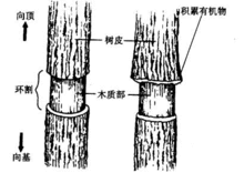 韌皮部環割試驗示意圖