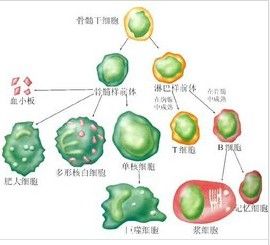 群體反應性抗體