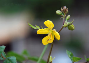 白花菜子