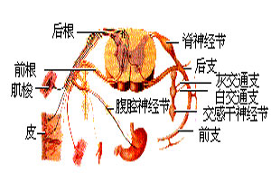 單神經病與神經叢神經病