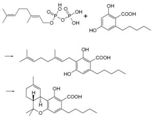 生物合成