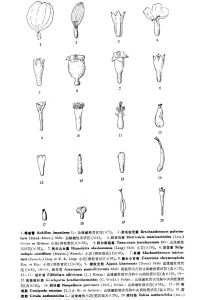 畫筆菊