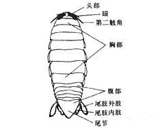 類柱顎虱屬