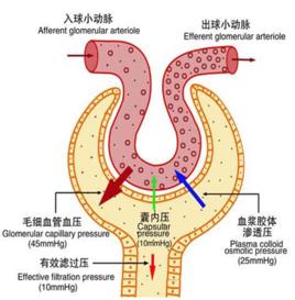 有效濾過壓