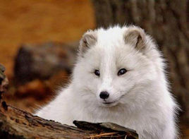 北極狐昂加瓦灣亞種