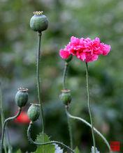 巴勒斯坦紅罌粟
