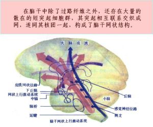 網狀神經系統