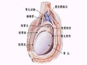 隱睪症