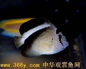 霸王神仙魚