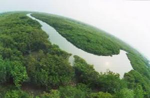 廣東湛江紅樹林國家級自然保護區