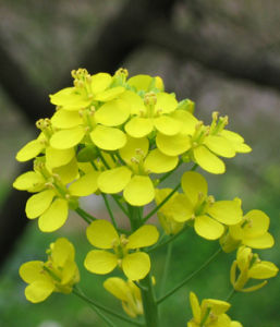 春天的花兒