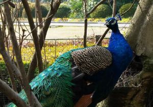 上海動物園孔雀苑