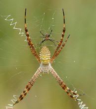 雄蛛經常會爬到雌蛛網上求愛或共享美食。