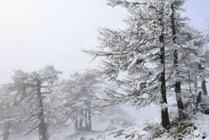 蘆芽山雪景