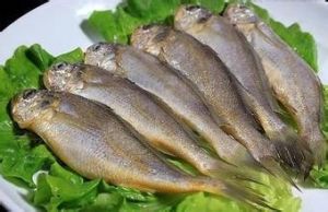 小黃魚鰭