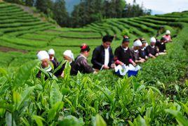 三江茶葉