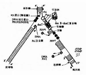 《DNA的複製》