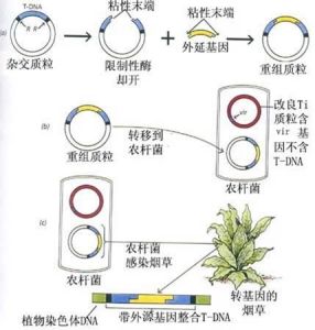 轉化過程