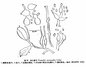 肉白銀耳