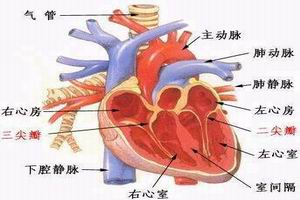 甲亢性心臟病