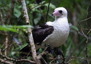 阿波特鰹鳥