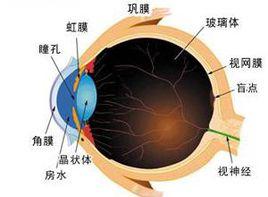 與脈搏相一致的眼球跳動