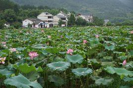 沙溪村[福建省南安市翔雲鎮沙溪村]